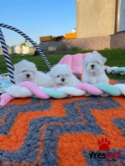 Ράτσα: Μαλτέζ - Maltese | Ηλικία: 2,5 μηνών | Φύλο: Αρσενικό | Αρ. Microchip: 2964097324579 | Εκπαιδευμένο | Περιοχή: Αττική